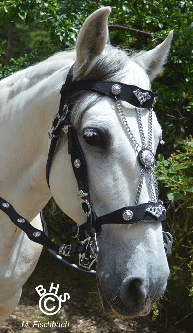 Horse bridle strap ornament made from antler, the curvilinear